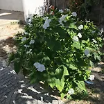 Casinha Da בית נופש *