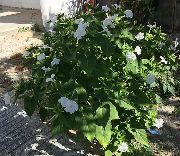 Casinha Da Feriehus *