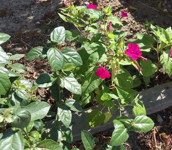 Casinha Da Feriehus *